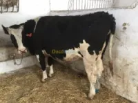 Vaches laitières prim holsteins 