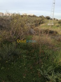 أرض-كراء-الجزائر-السحاولة