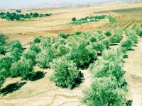 عين-الدفلى-بوراشد-الجزائر-أرض-byaa-ard-aayn-aldfl-borashd