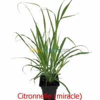  citronnelle عشبة الليمون
