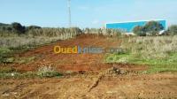 تيبازة-عين-تڨورايت-الجزائر-أرض-vente-terrain-tipaza-ain-tagourait