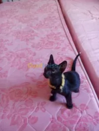 Chaton noire