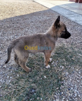 sidi-bel-abbes-algerie-chien-malinois-grand-taille