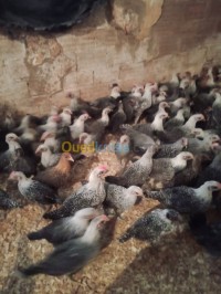 بومرداس-بودواو-الجزائر-حيوانات-المزرعة-فلوس-فيومي