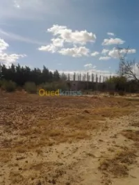 Vente Terrain Agricole Msila Bou saada