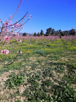 tipaza-sidi-rached-algerie-terrain-vente