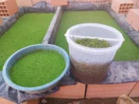 Azolla Algerie - ازولا الجزائر