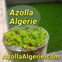 غذائي-azolla-algerie-ازولا-الجزائر-عين-جاسر-باتنة