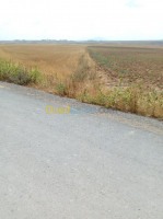 terrain-agricole-vente-bordj-bou-arreridj-ain-taghrout-algerie