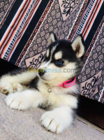 alger-el-harrach-algerie-chien-husky-malamut