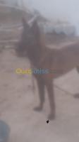 alger-cheraga-algerie-chien-mal-malinois-charbonné-top