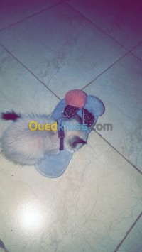 tipaza-kolea-algeria-cat-chat-ragdol