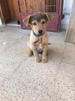 blida-algerie-chien-berger-malinois-4-mois