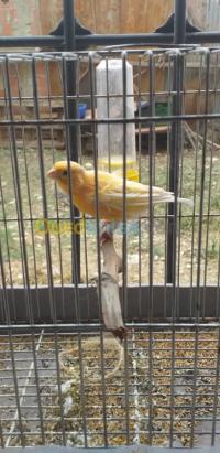 الشلف-الزبوجة-الجزائر-عصفور-canari