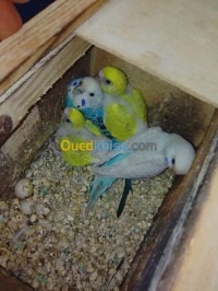 تيزي-وزو-عين-الحمام-الجزائر-عصفور-perruches