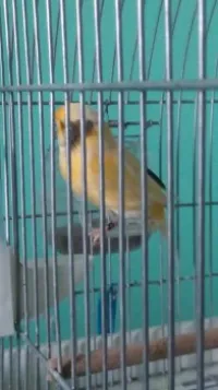 canaris Gloster , Frisé , Bronze