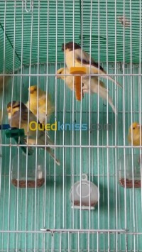 بجاية-سيدي-عيش-الجزائر-عصفور-canaris-gloster-frisé-bronze