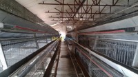 تيزي-وزو-إيفرحونن-الجزائر-زراعي-baterie