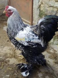 سوق-أهراس-الجزائر-حيوانات-المزرعة-بيع-ديك-براهما