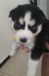 الجزائر-عين-طاية-كلب-vente-husky