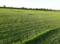  gazon naturel planète 