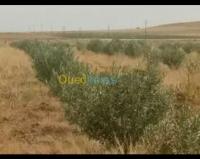 laghouat-aflou-algerie-terrain-agricole-vente