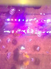 skikda-algerie-accessoire-pour-animaux-aquarium