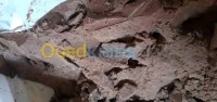 المسيلة-مسيلة-الجزائر-غذائي-شوكولاته-بلوك