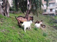 تيزي-وزو-بوزغن-الجزائر-حيوانات-المزرعة-bouc-alpin