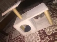 Griffoire chat