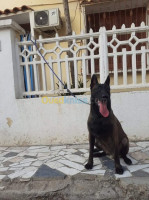 blida-algerie-chien-malinois-12-mois