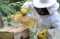 Formation Apiculture