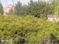 البليدة-شبلي-الجزائر-أرض-vente-terrain-blida-chebli