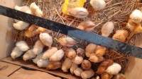 تيزي-وزو-أيت-بوعدو-الجزائر-آخر-poussins