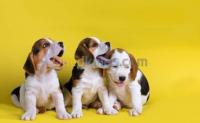 الجزائر-درارية-طب-و-صحة-clinique-vétérinaire-jet-vet-draria-al