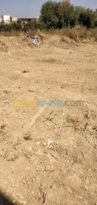 Vente Terrain Blida Boufarik