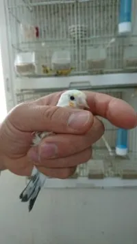chardonneret tete aigle حسون طفرة