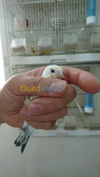 chardonneret tete aigle حسون طفرة