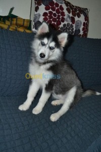 برج-بوعريريج-الجزائر-كلب-husky
