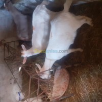بجاية-تازمالت-الجزائر-آخر-chèvres-sanaine