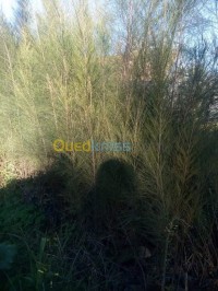 البليدة-شبلي-الجزائر-تنظيف-و-بستنة-أشجار-مثمرة-وللزينة-العشب-الطبيعي