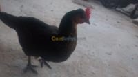 alger-ouled-fayet-algerie-animaux-de-ferme-poule-race-kabyle