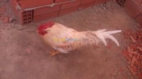 alger-ouled-fayet-algerie-animaux-de-ferme-coq
