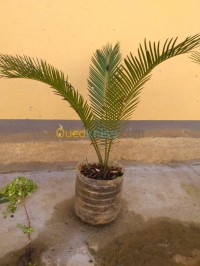 البليدة-بني-مراد-الجزائر-بستنة-cycas