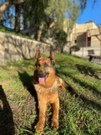 Berger Allemand bien dressé