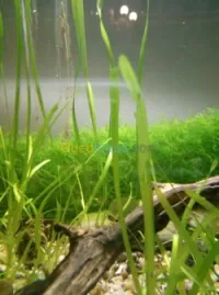 plante d'aquariume mousse de java