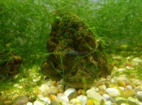 poisson-crevette-daquariume-dar-el-beida-alger-algerie