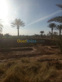 بسكرة-الجزائر-أرض-byaa-ard-bskr