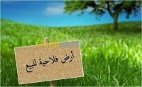 سيدي-بلعباس-مزاورو-الجزائر-أرض-byaa-ard-sydy-blaabas-mzaoro