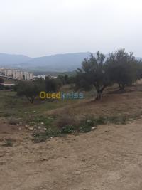 blida-el-affroun-algerie-terrain-vente